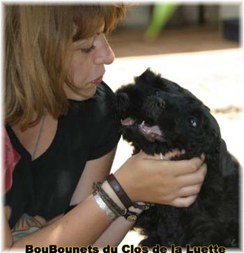 bouvier des flandres photo chiot - Elevage Clos Luette -  COPYRIGHT DEPOSE